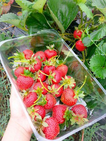 Belstack Strawberry Farm