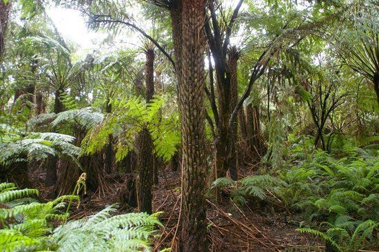 Tarra-Bulga National Park