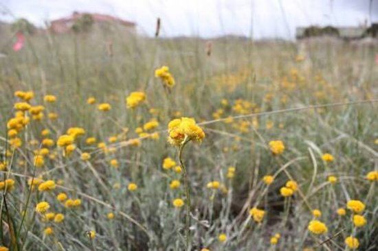 Iramoo Wildflower Grassland Reserve