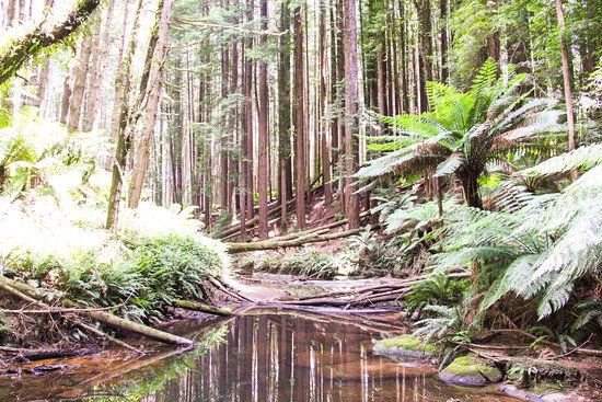 The Redwoods