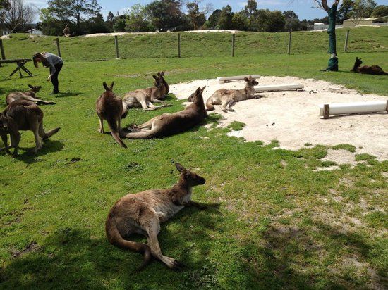 Maru Koala and Animal Park