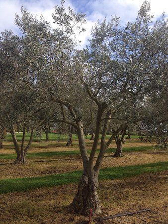 Manzanillo Olive Grove