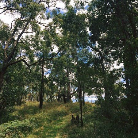 Henry Littledyke Reserve