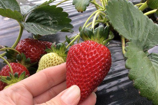 Surf Coast Strawberry Fields