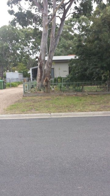 Koala Trail