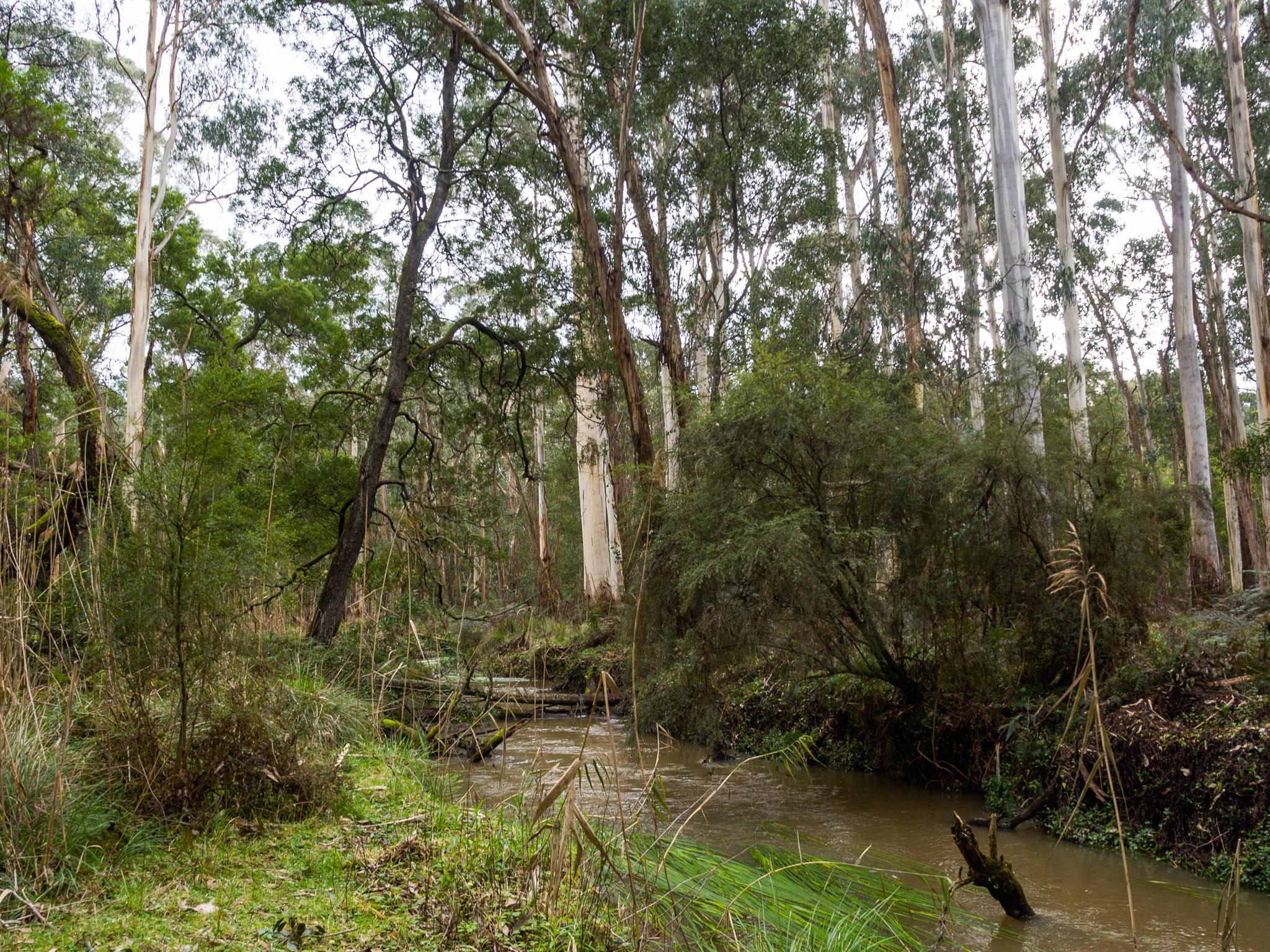 Yellingbo Nature Conservation Reserve