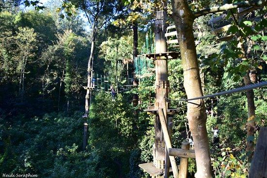 Trees Adventure