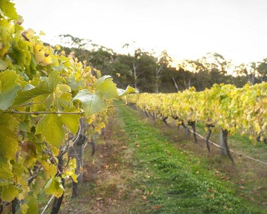 Harcourt Valley Vineyards