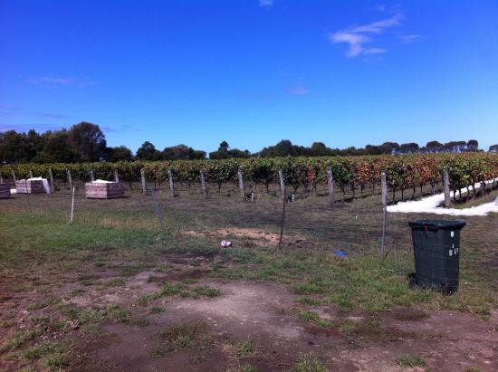 Basalt Winery