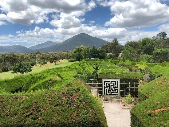 Hedgend Maze