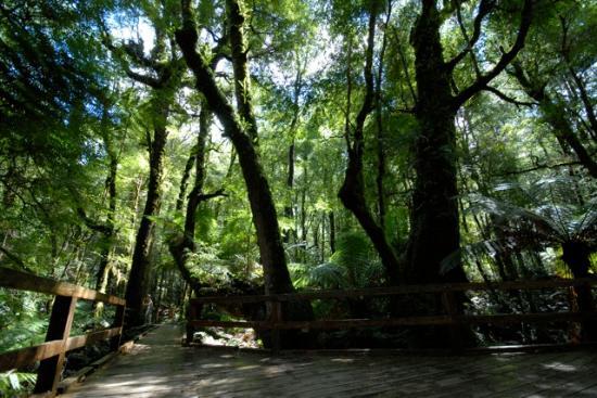 Wirrawilla Rainforest Walk