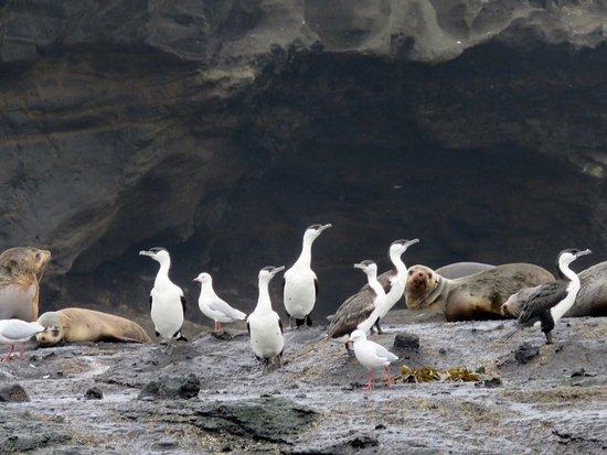 Portland Harbour Tours