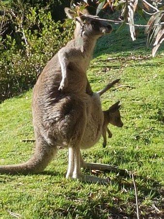 Active Tours Australia