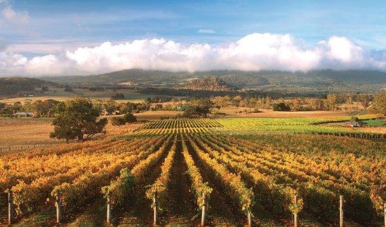 Bespoke Wine Tours