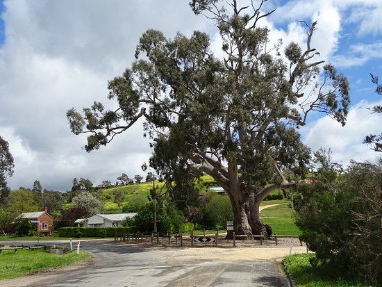 Big Tree
