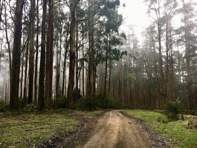 Toolangi State Forest