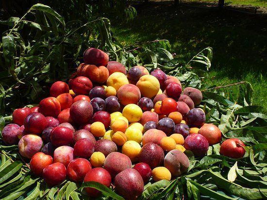 Rayner's Orchard