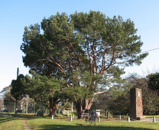 Wattle Park