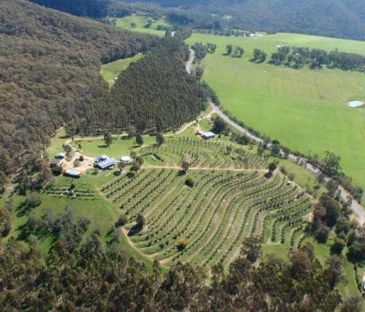 Mt Buffalo Olives