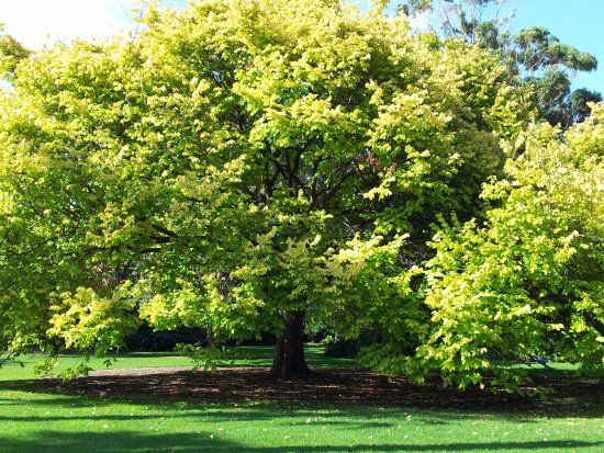 Williamstown Botanic Gardens