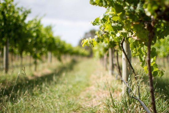 Purple Hen Winery