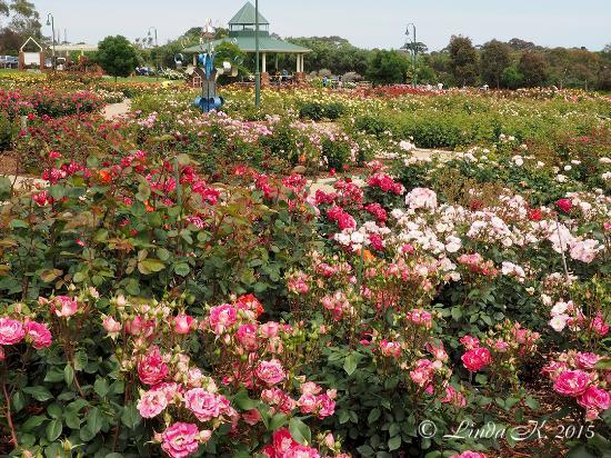 Mornington Botanical Rose Gardens