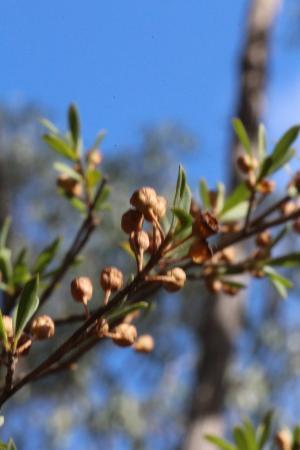 Colquhoun State Forest