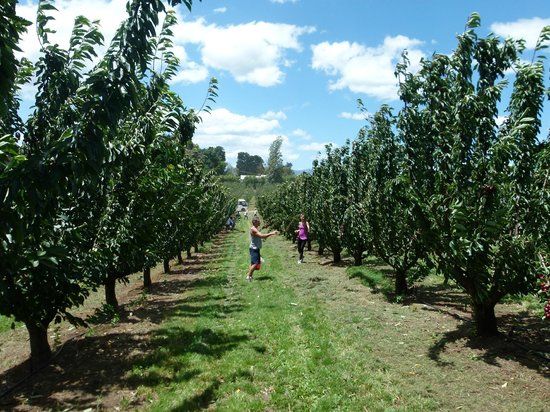Cherryhill Orchards