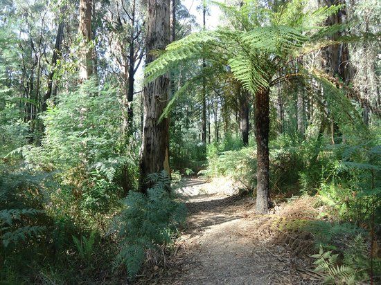 Lyrebird Forest Walk